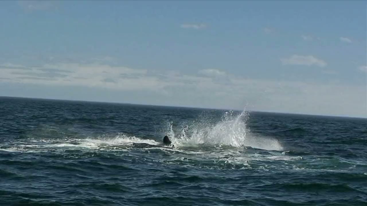 2010: Moby Dick screenshot 3