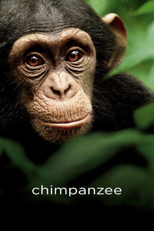 Chimpanzee (2011) poster