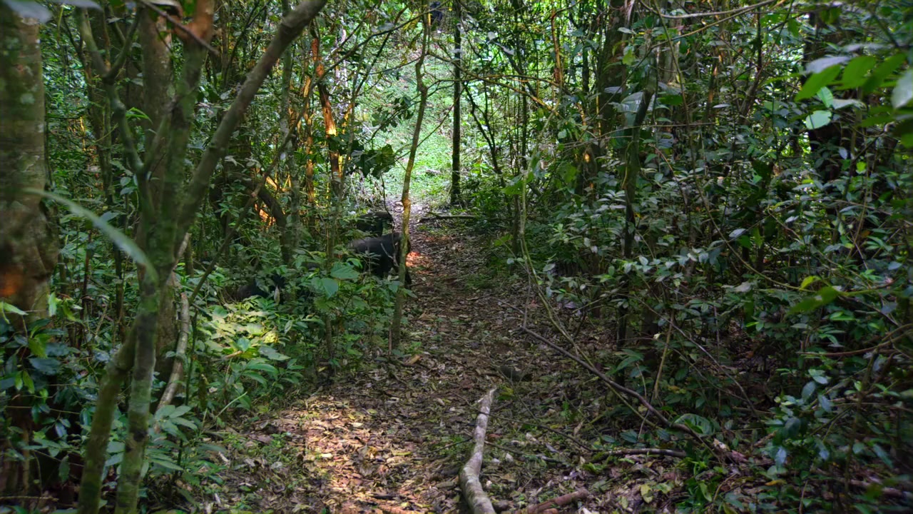 Chimpanzee screenshot 1