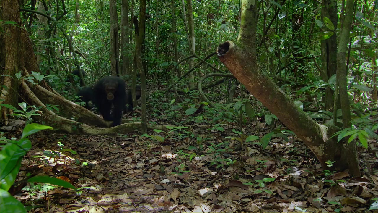 Chimpanzee screenshot 2