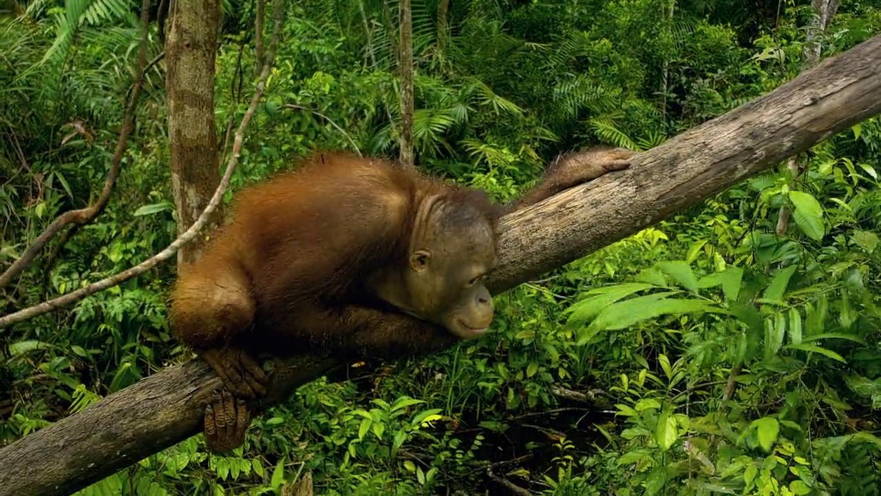 Born to Be Wild screenshot 1