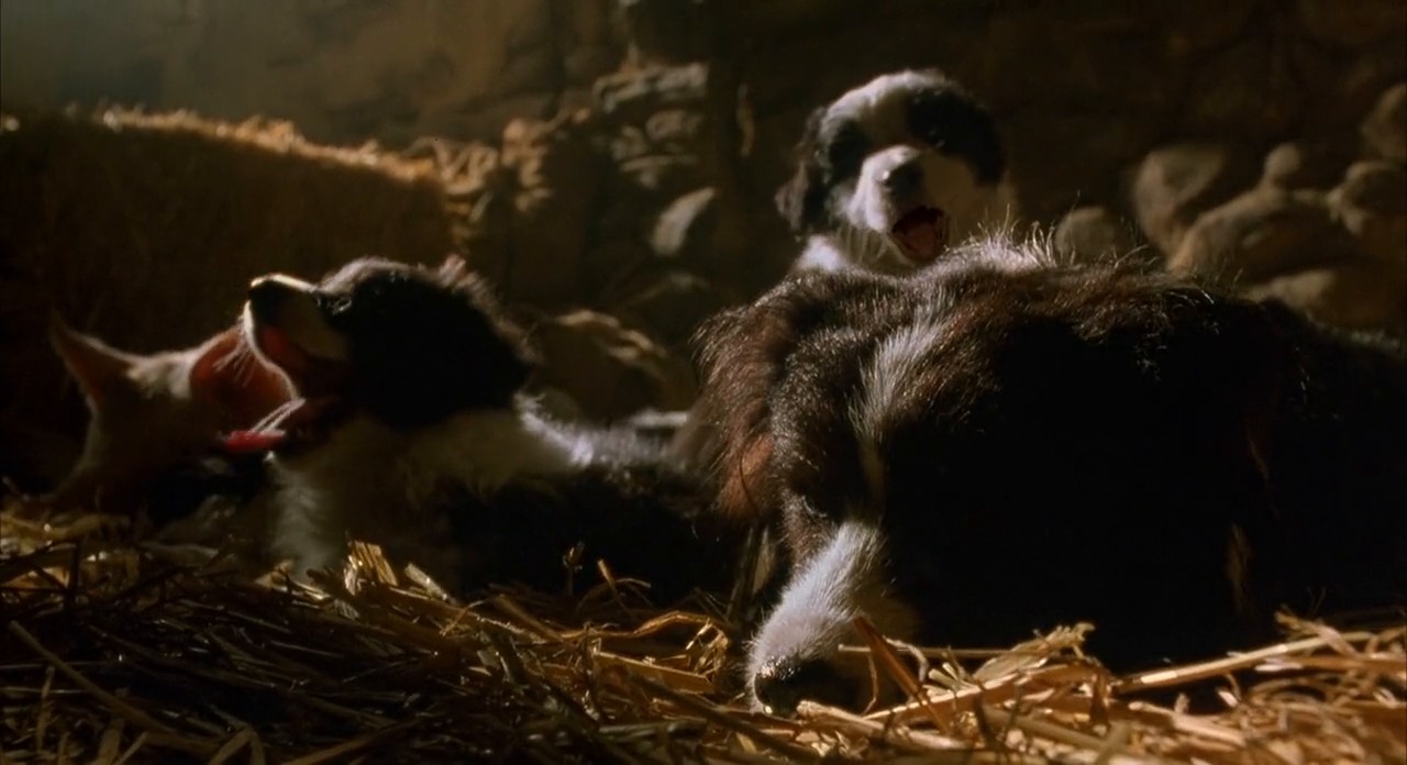 Babe screenshot 3
