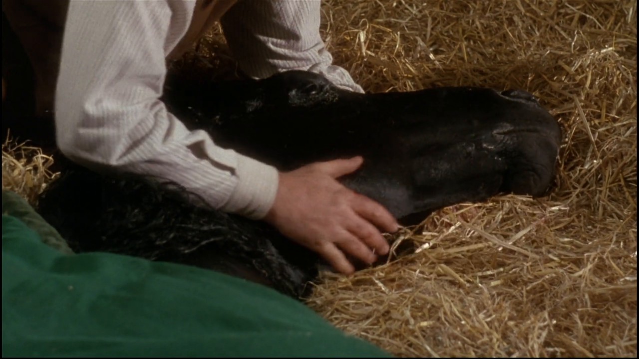Black Beauty screenshot 2