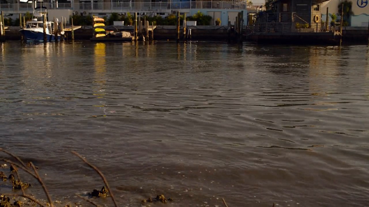 Dolphin Tale 2 screenshot 2
