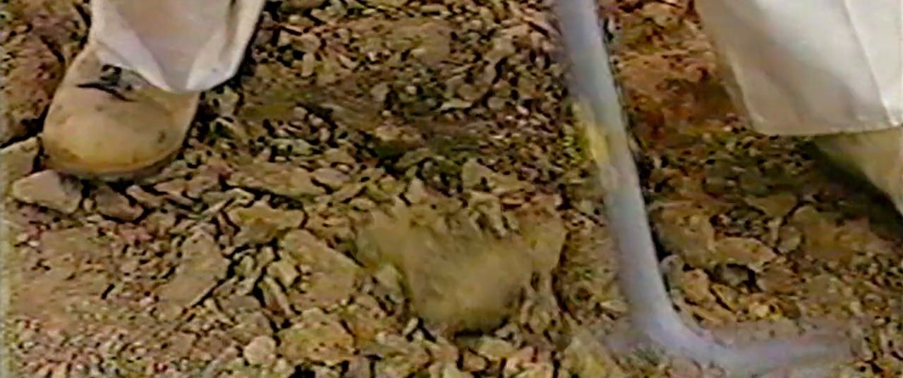 Dinosaur 13 screenshot 3