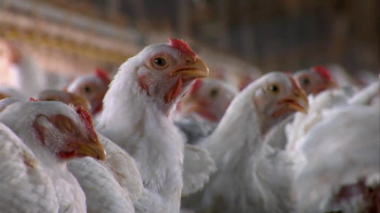 Food, Inc. screenshot 3