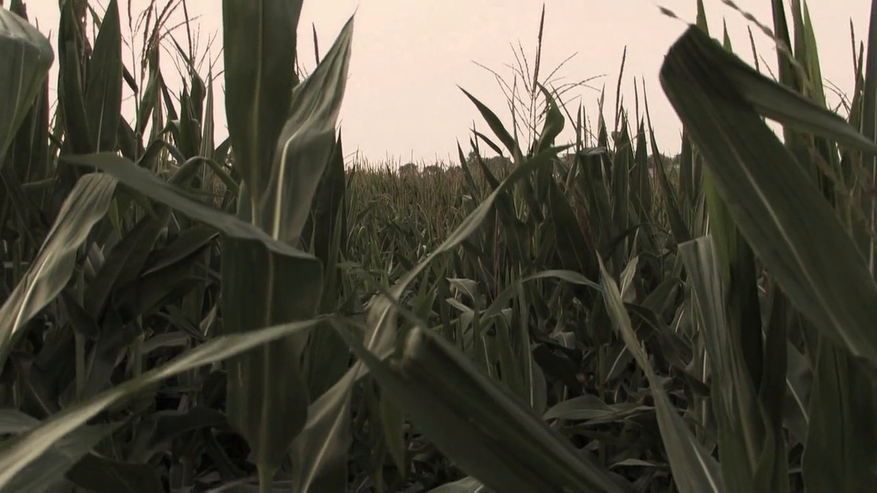 Fields of the Dead screenshot 1