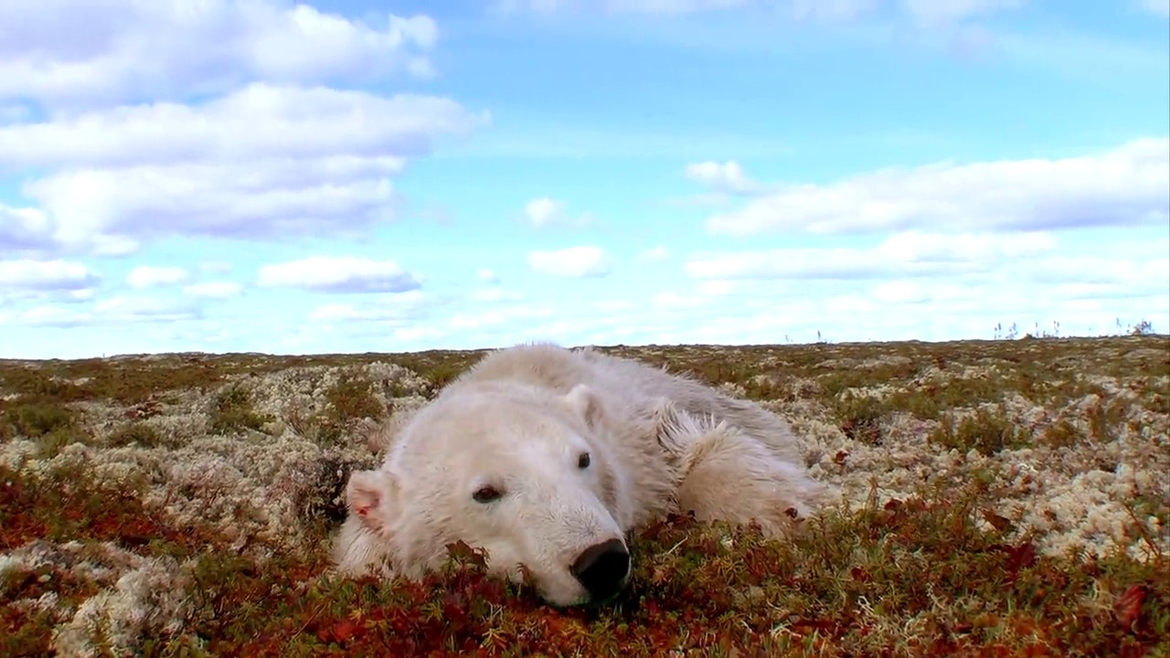 Polar Bears: A Summer Odyssey screenshot 1