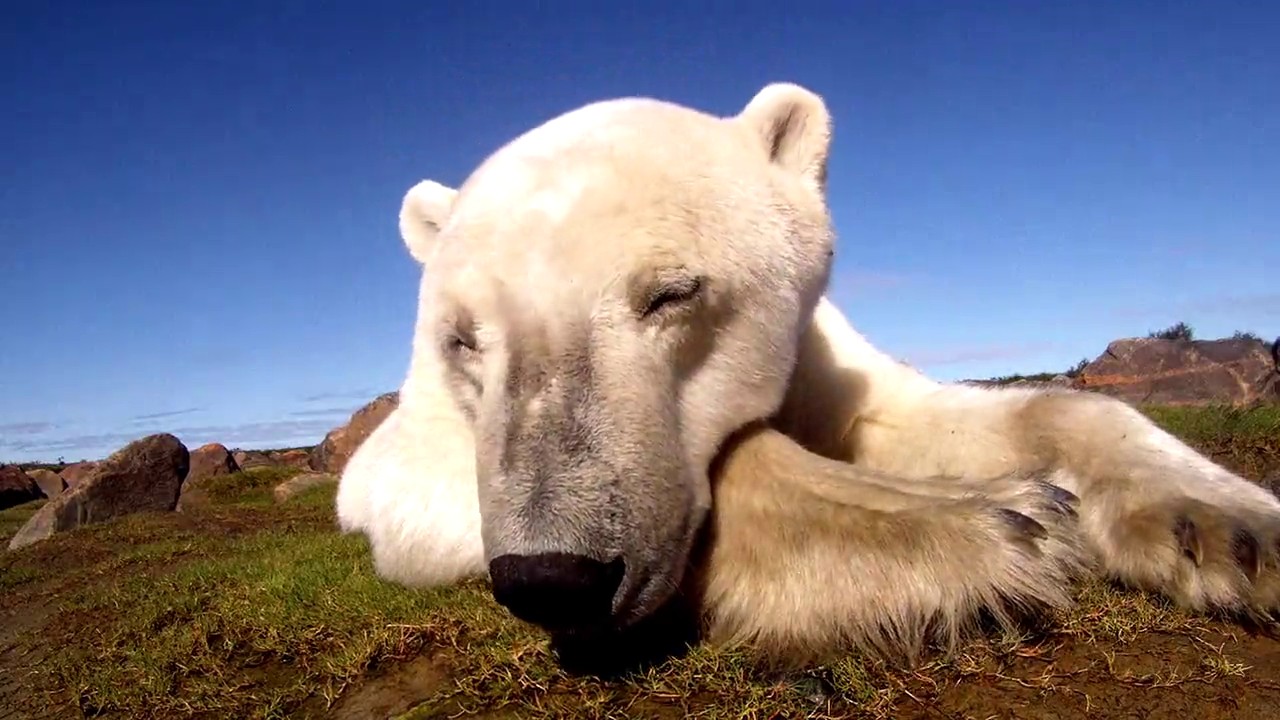 Polar Bears: A Summer Odyssey screenshot 2