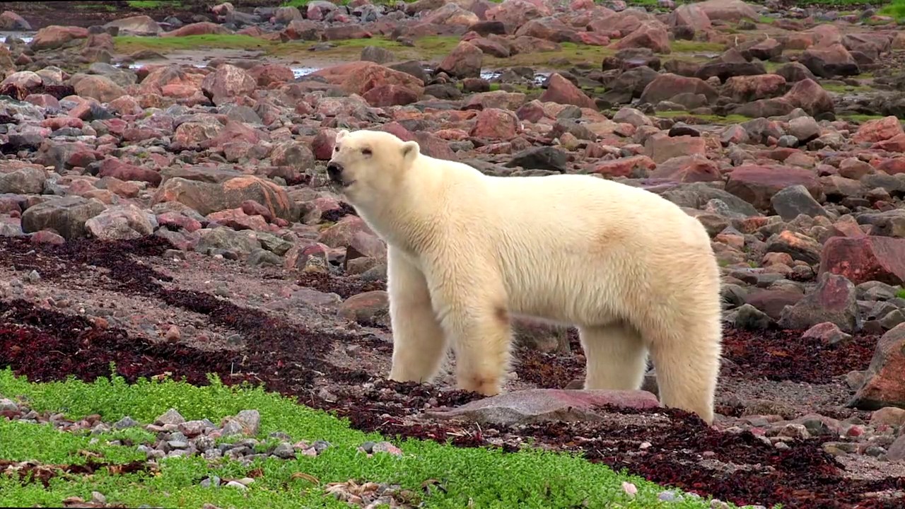 Polar Bears: A Summer Odyssey screenshot 3