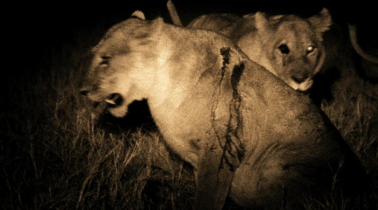 The Last Lions screenshot 1