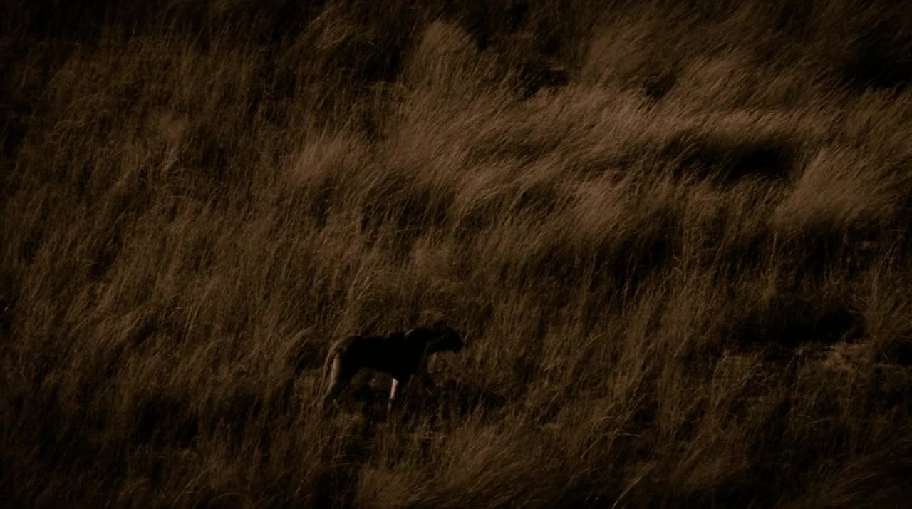 The Last Lions screenshot 2