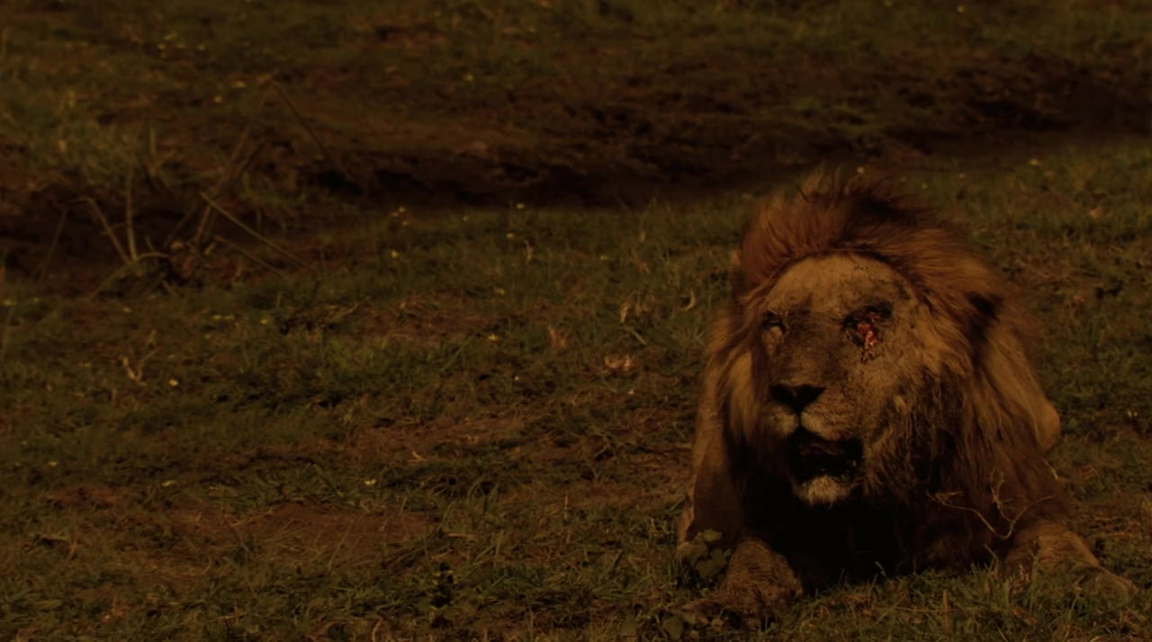 The Last Lions screenshot 3
