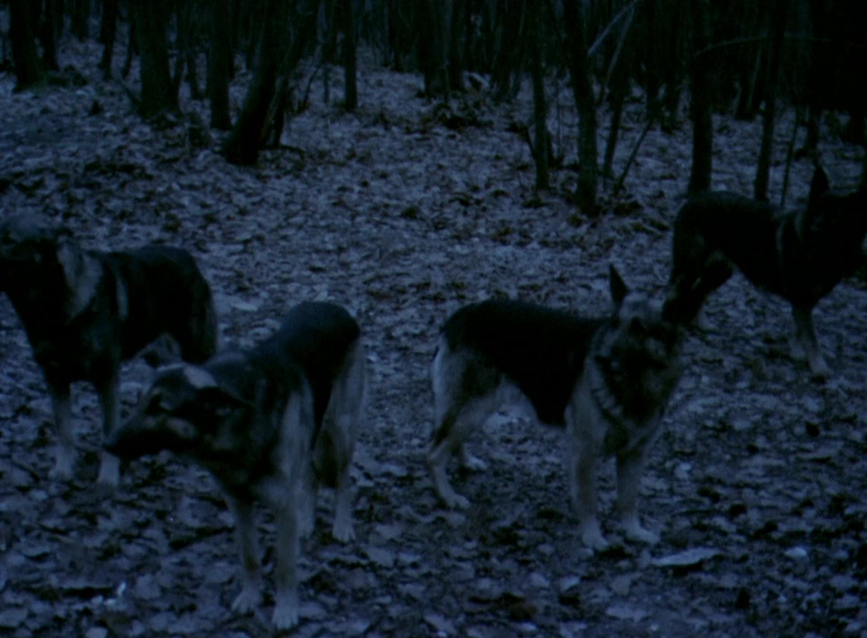 Nachts, wenn Dracula erwacht screenshot 1