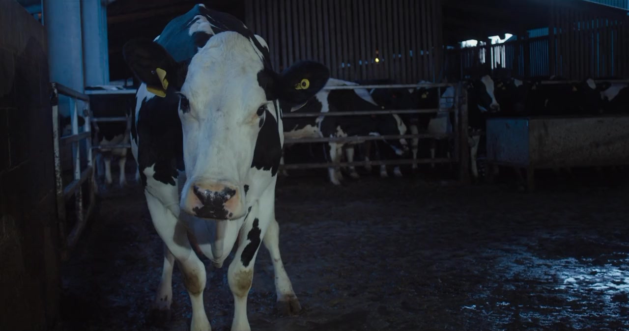 Cow screenshot 1