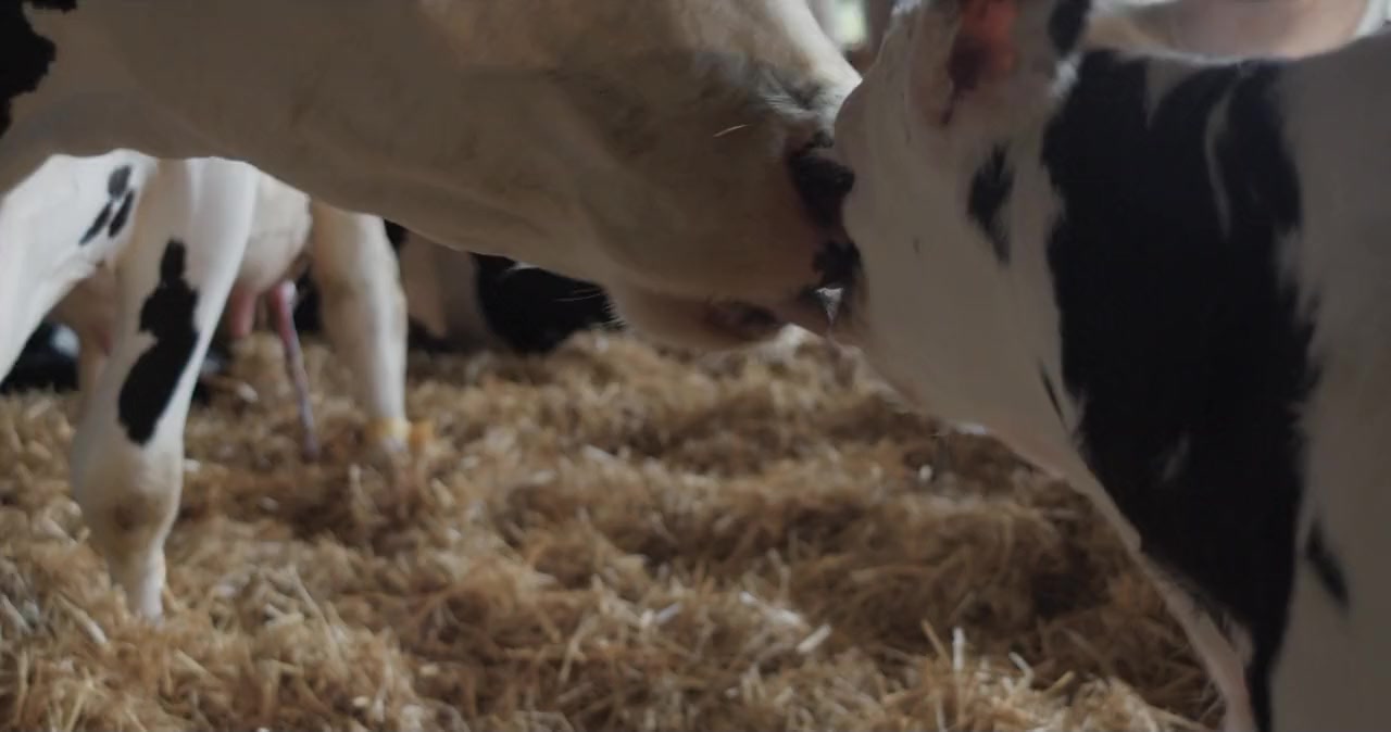 Cow screenshot 2