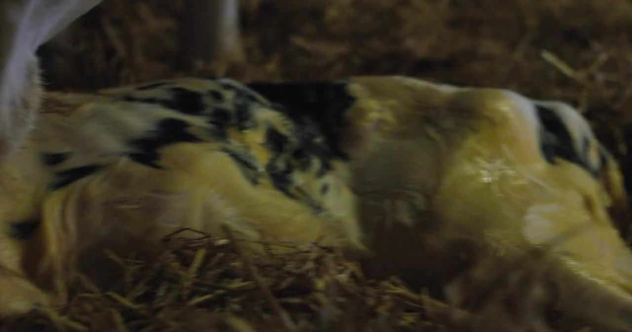 Cow screenshot 3