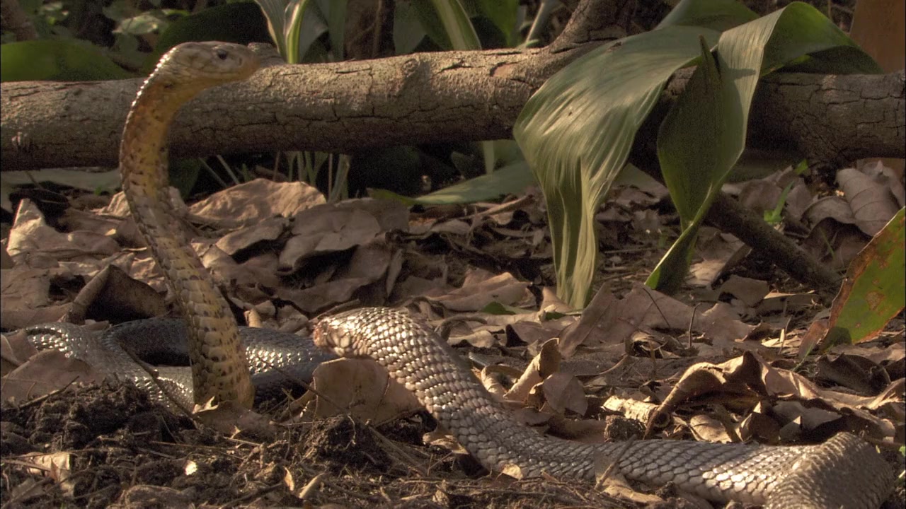 Cobra Mafia screenshot 1