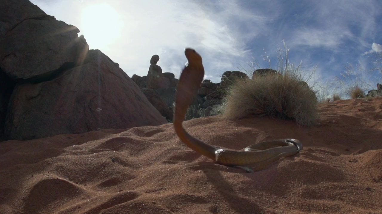 Cobra Mafia screenshot 3