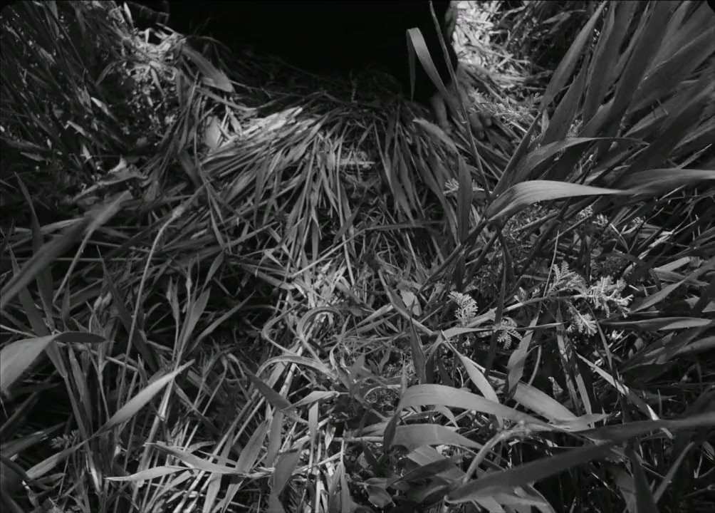 Koza screenshot 3
