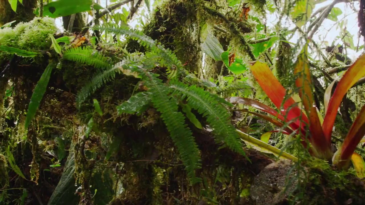 Colombia magia salvaje screenshot 2