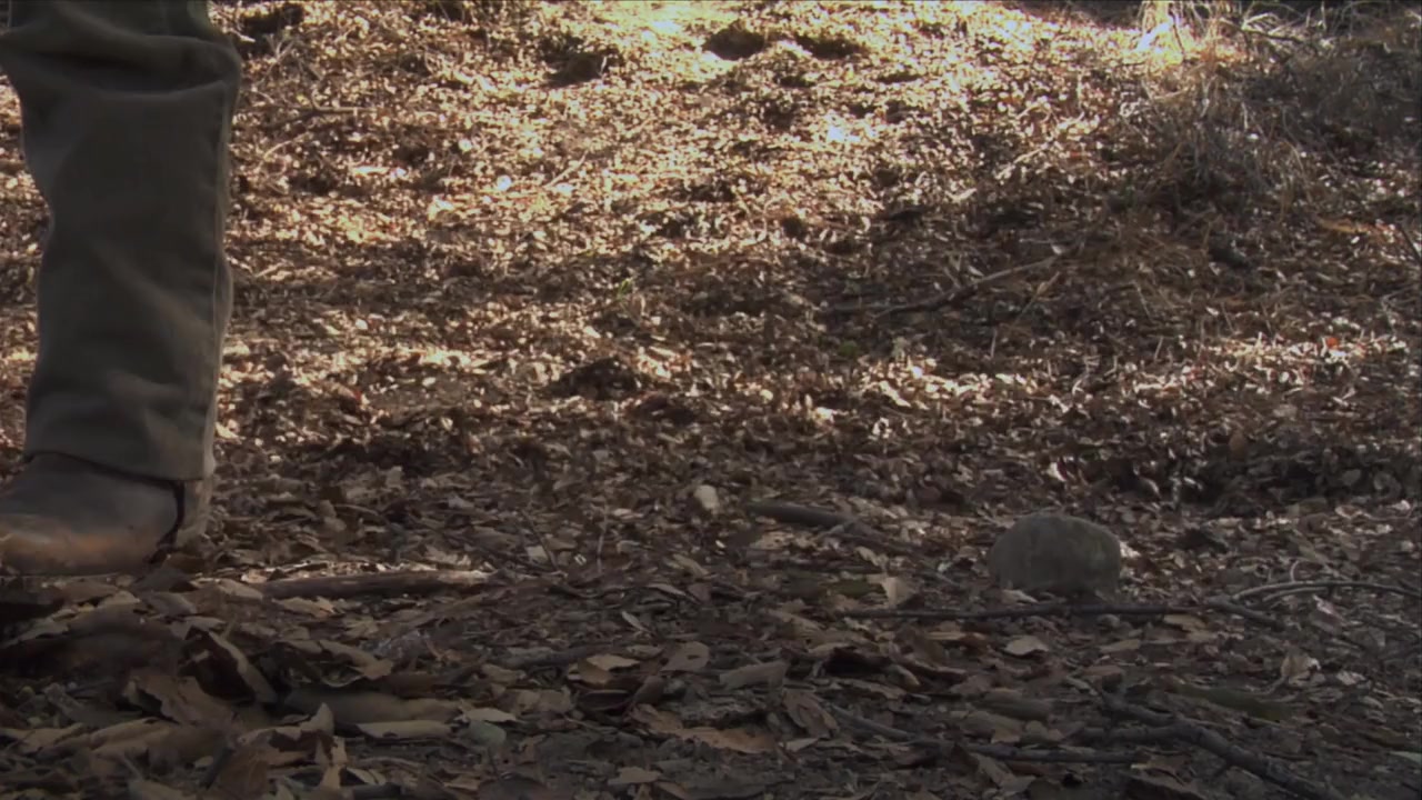 Marlowe screenshot 1