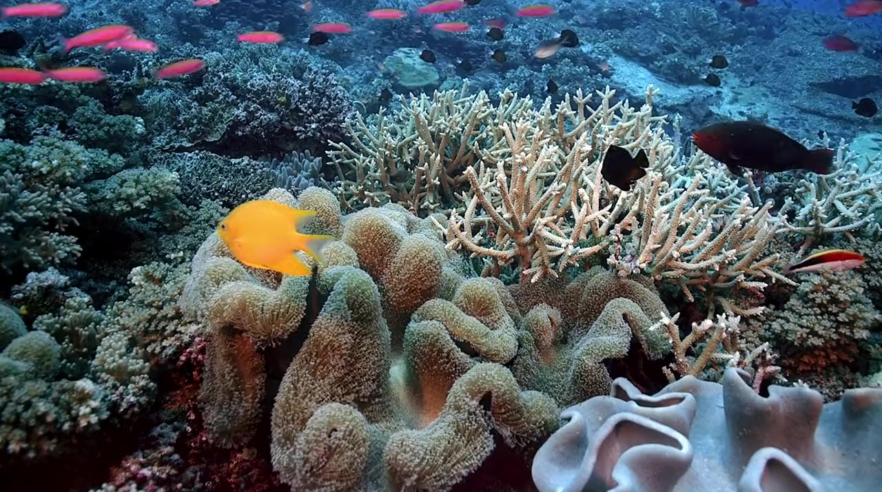 Coral Reef Adventure screenshot 1