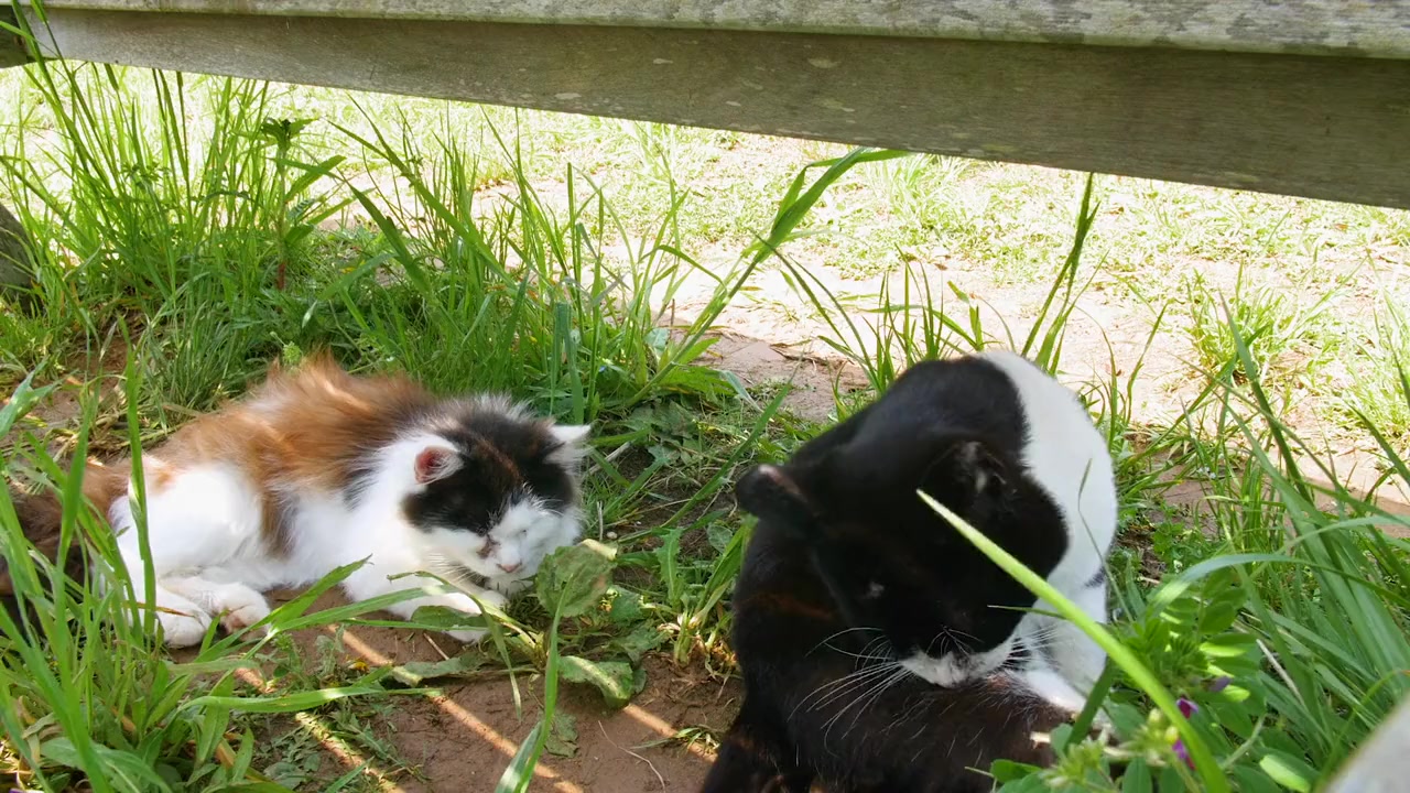 Cat Nation: A Film About Japan's Crazy Cat Culture screenshot 1