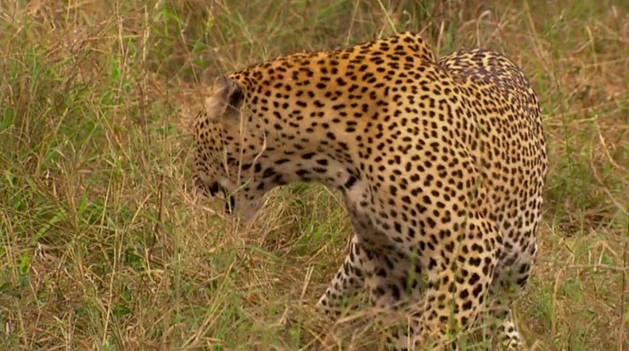Cat Wars: Lion Vs. Cheetah screenshot 1