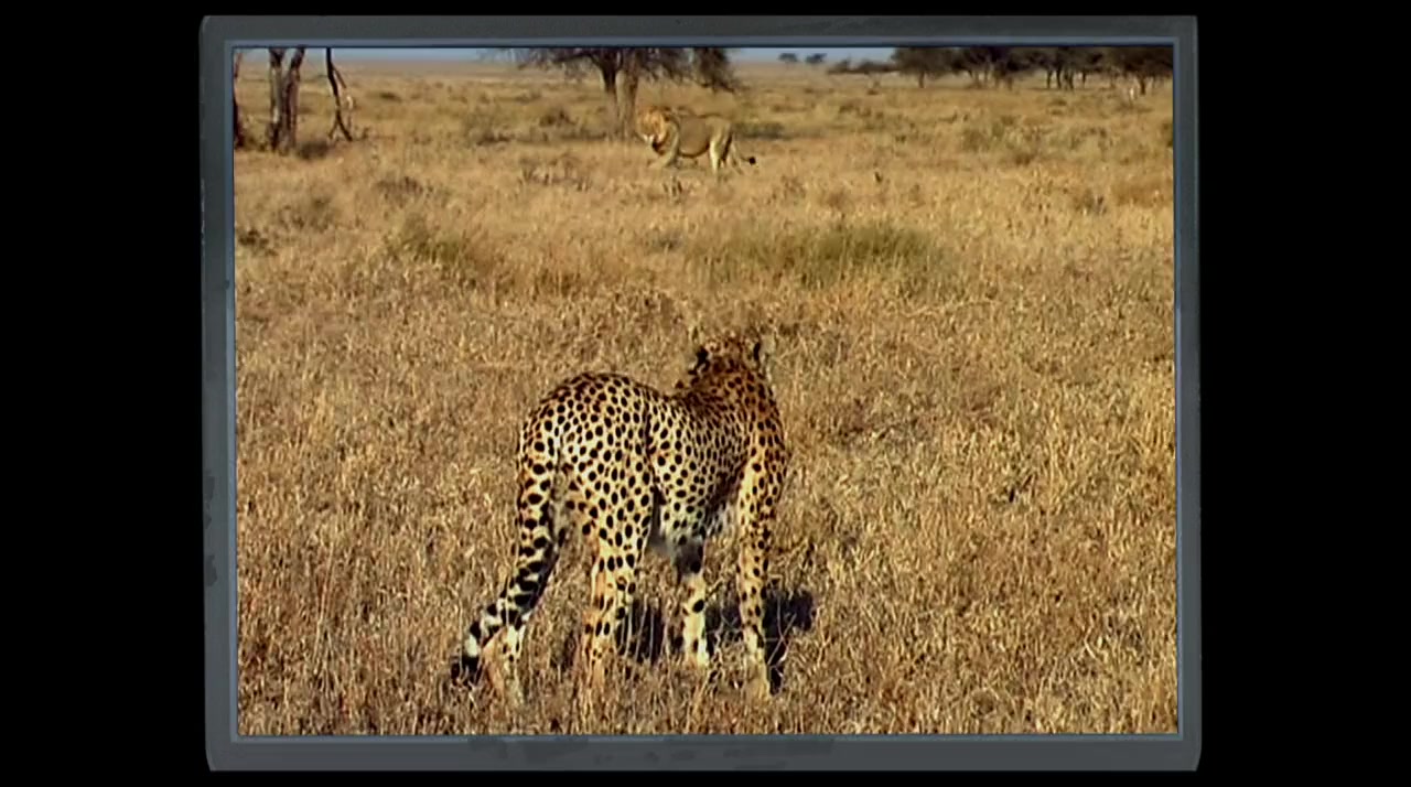 Cat Wars: Lion Vs. Cheetah screenshot 3