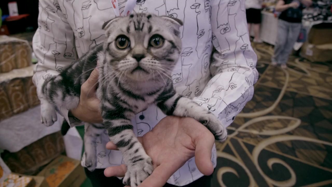Catwalk 2: The Comeback Cats screenshot 2