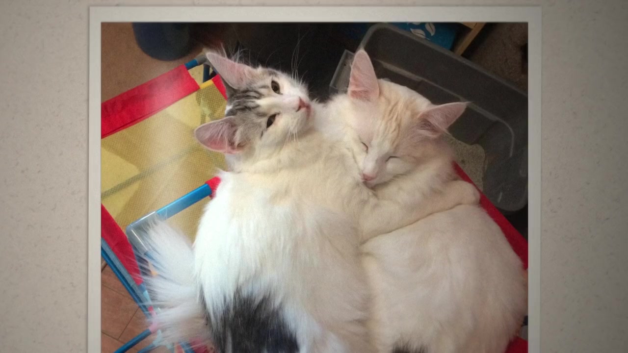 Catwalk 2: The Comeback Cats screenshot 3