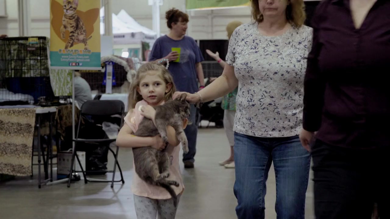 Catwalk: Tales from the Cat Show Circuit screenshot 2