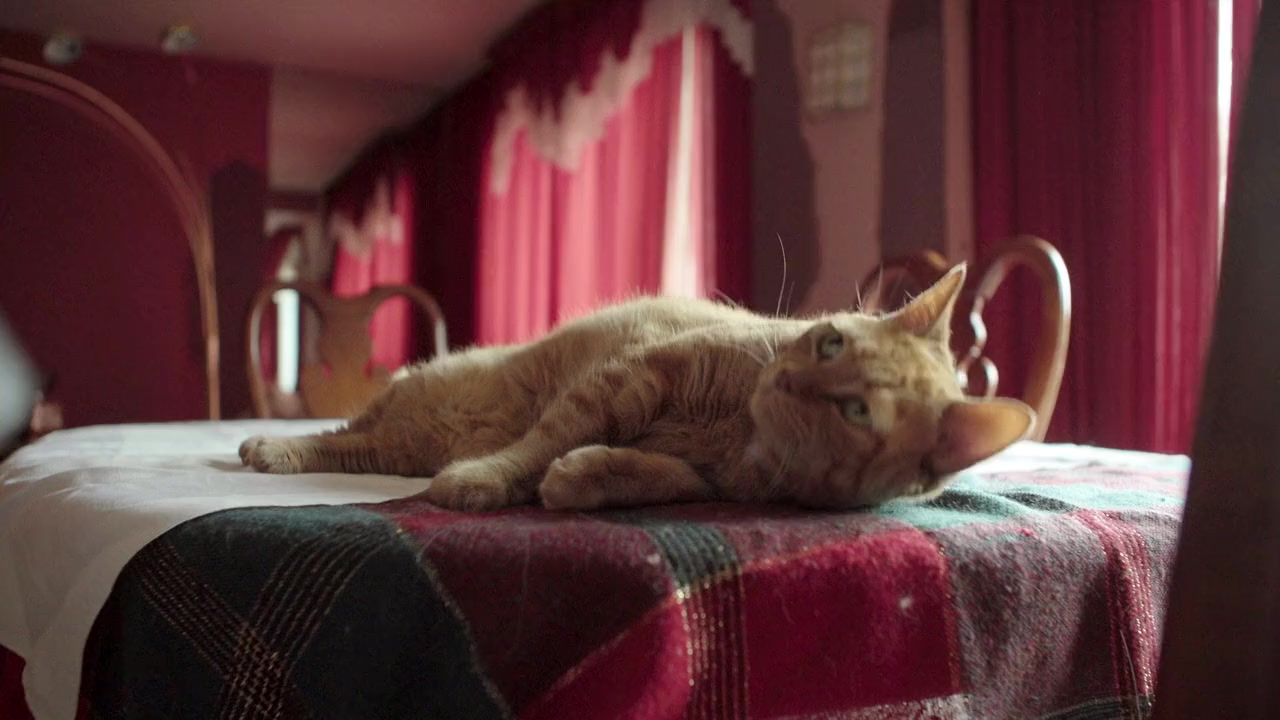 Catwalk: Tales from the Cat Show Circuit screenshot 3