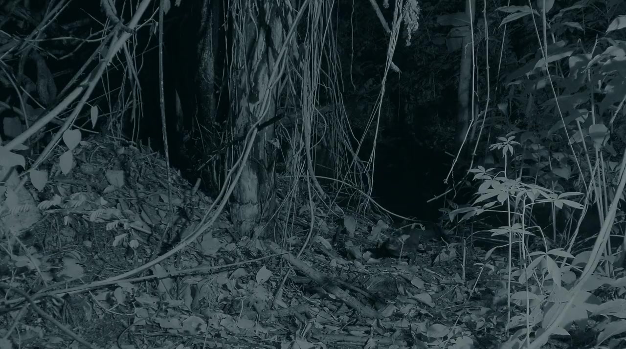 Cave Crocs of Gabon screenshot 2