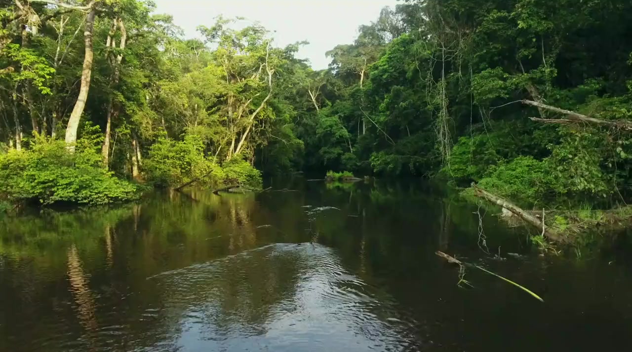 Cave Crocs of Gabon screenshot 3
