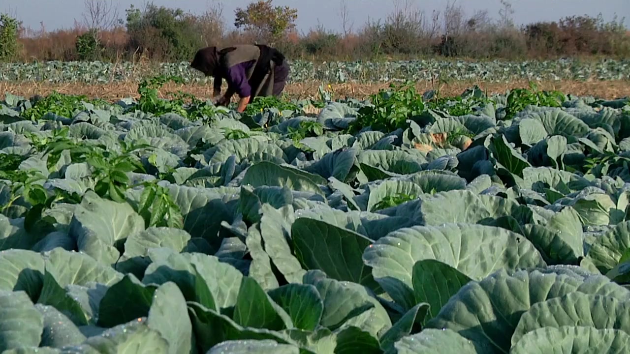 Cabbage, Potatoes and Other Demons screenshot 3