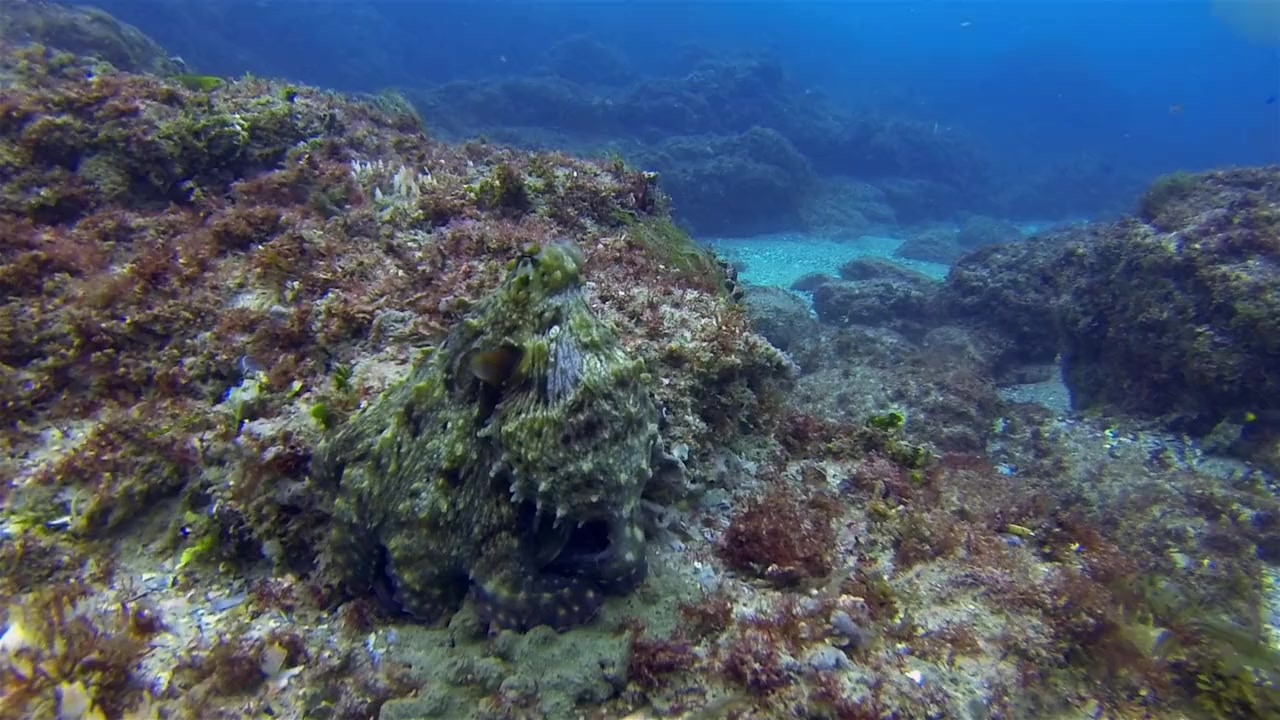 Camo Sharks screenshot 1