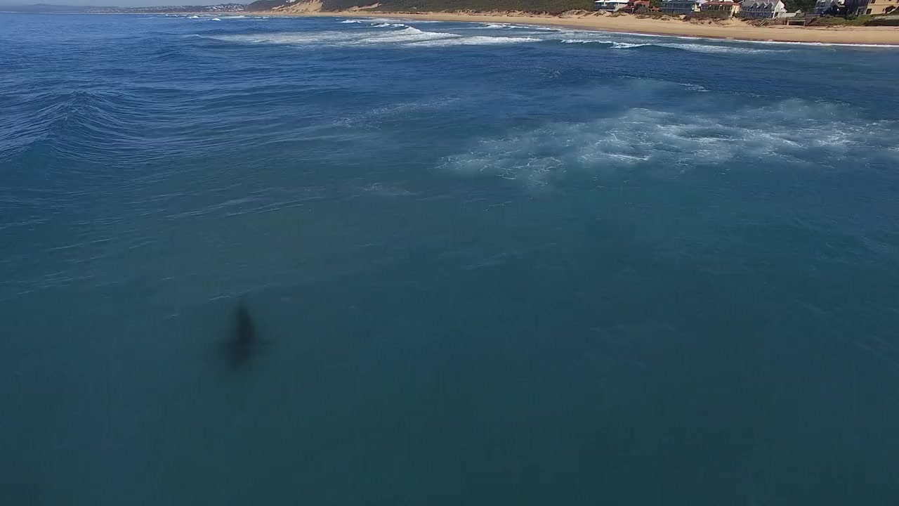 Camo Sharks screenshot 3
