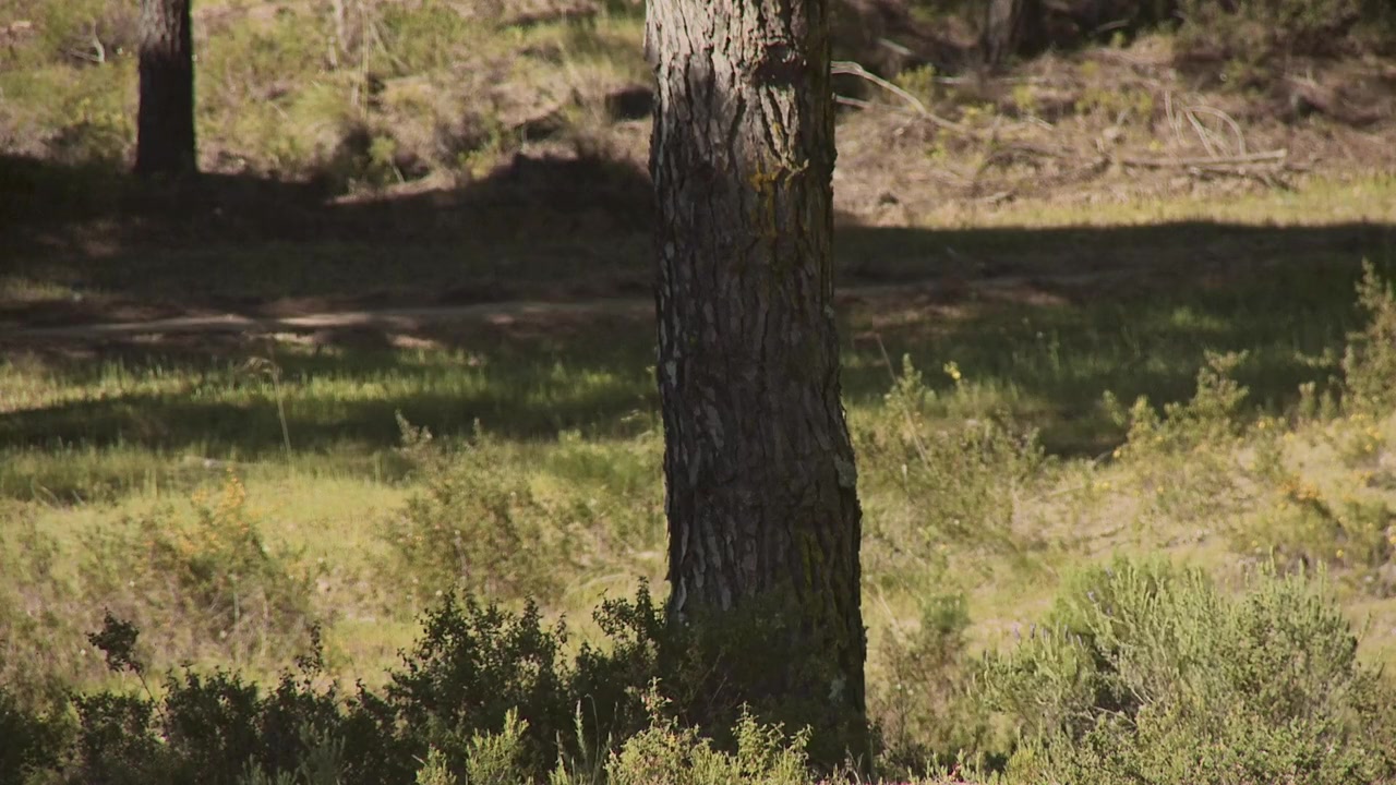 Campo screenshot 3