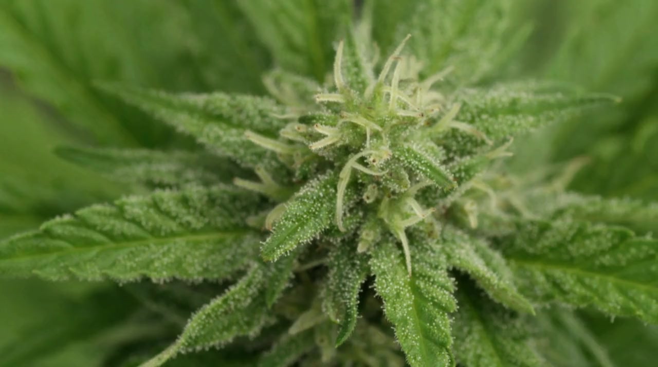 Cannabis Evolution screenshot 3