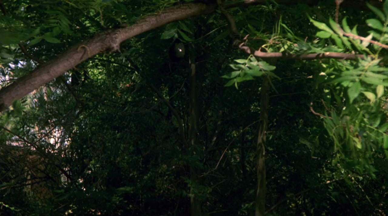 Cannibal Women in the Avocado Jungle of Death screenshot 2