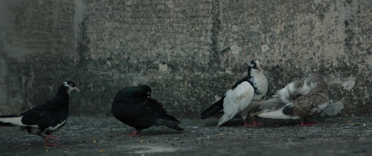 Carmen screenshot 1