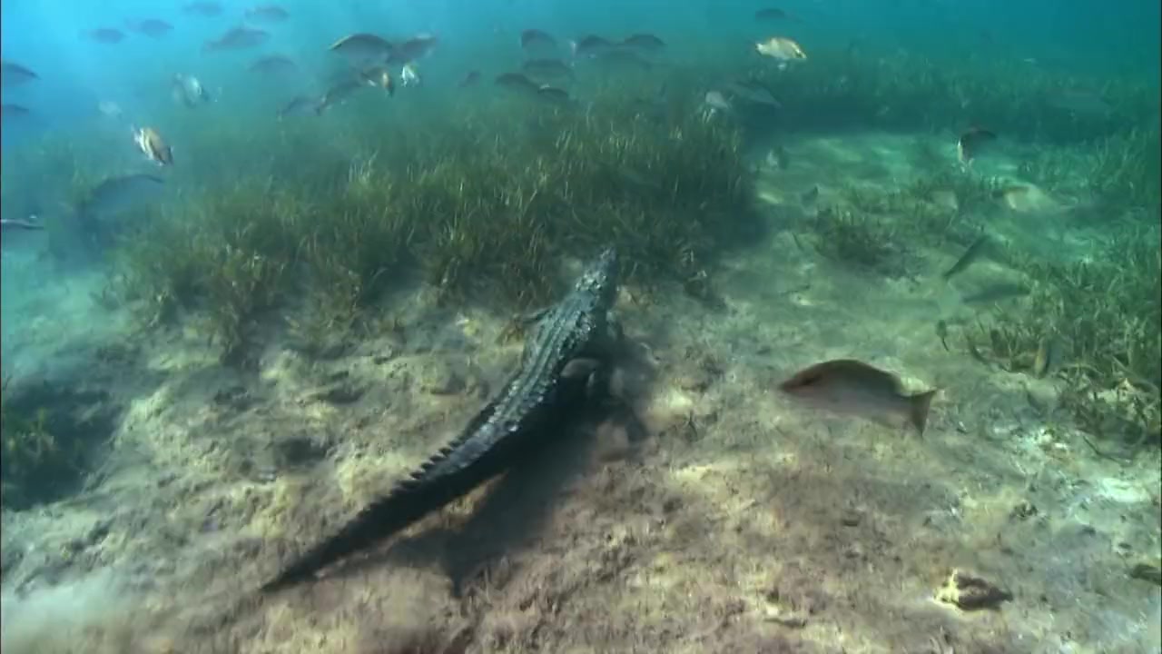 Castro's Secret Reef screenshot 3