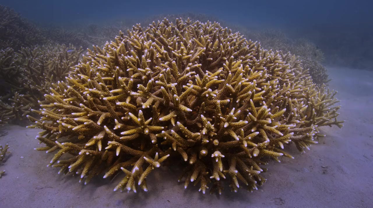 Chasing Coral screenshot 1