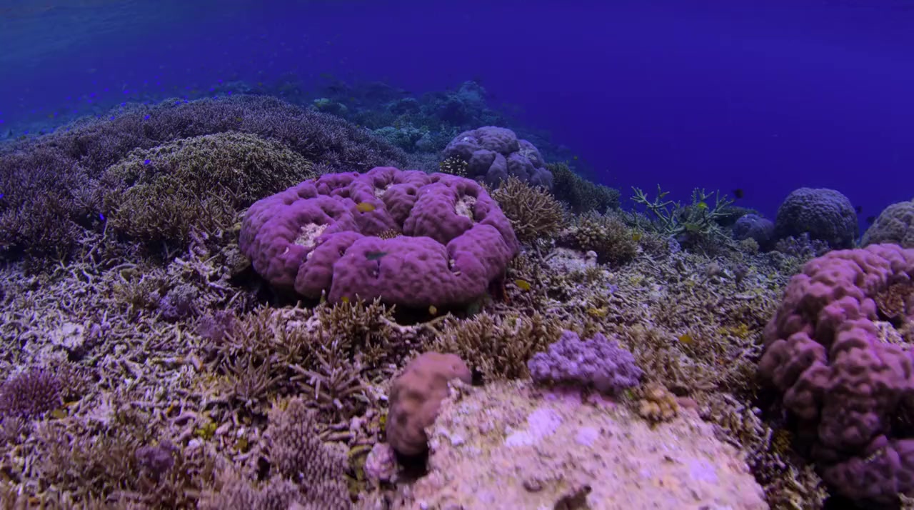 Chasing Coral screenshot 2