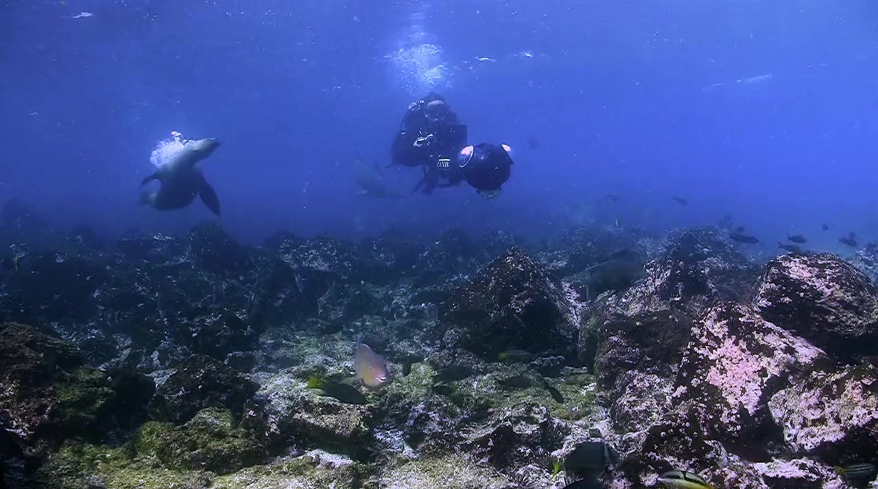 Chasing Coral screenshot 3