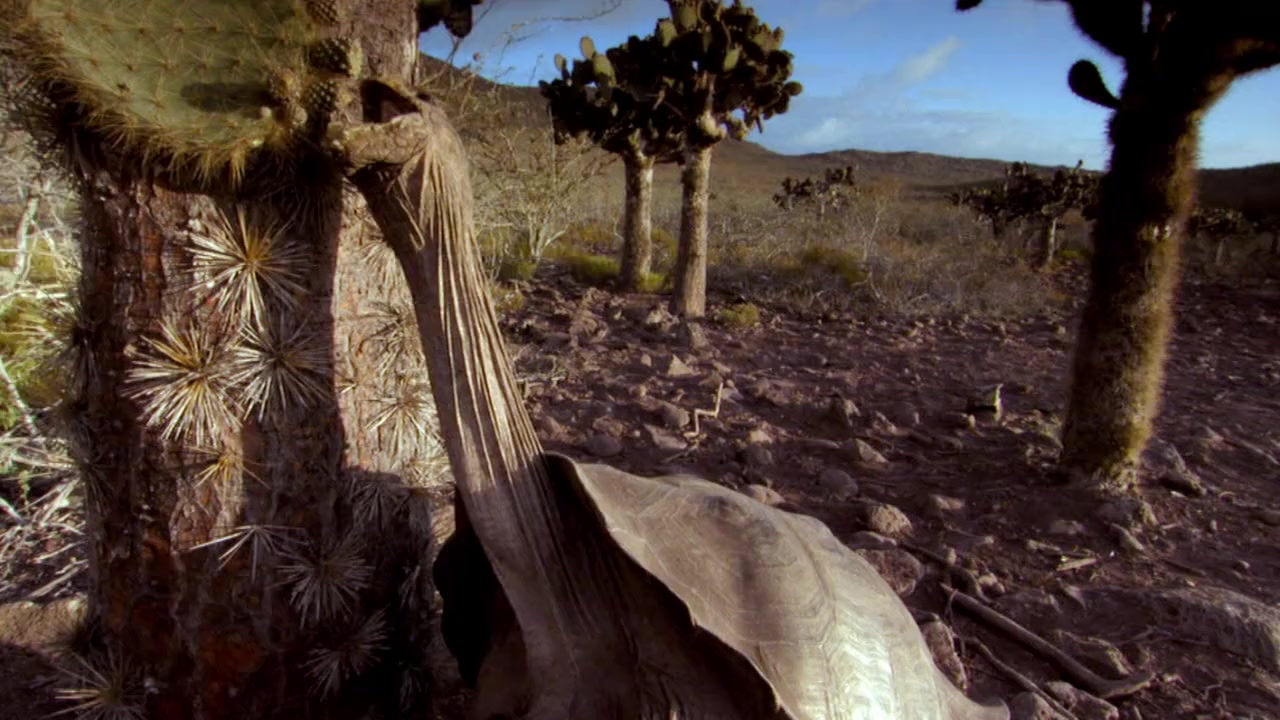 Charles Darwin and the Tree of Life screenshot 2