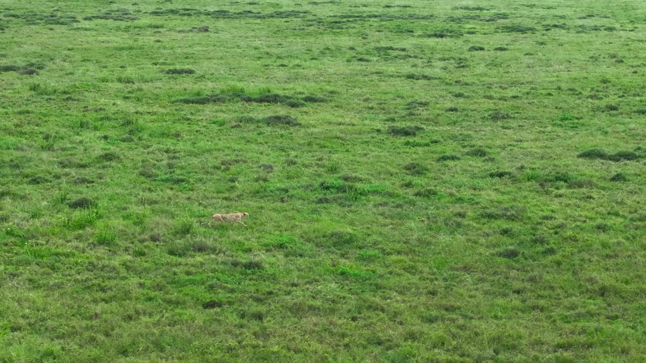 Cheetahs Up Close with Bertie Gregory screenshot 1