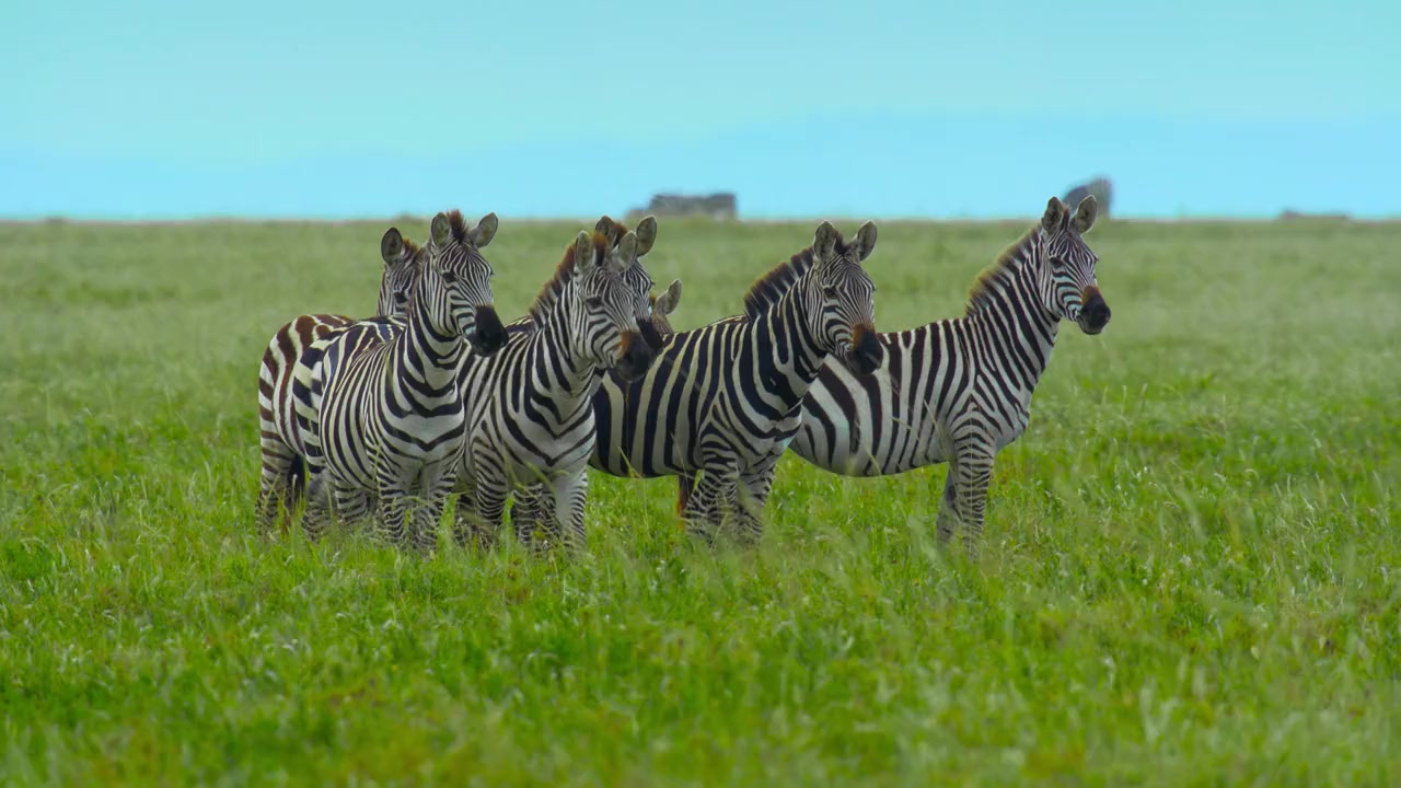 Cheetahs Up Close with Bertie Gregory screenshot 3